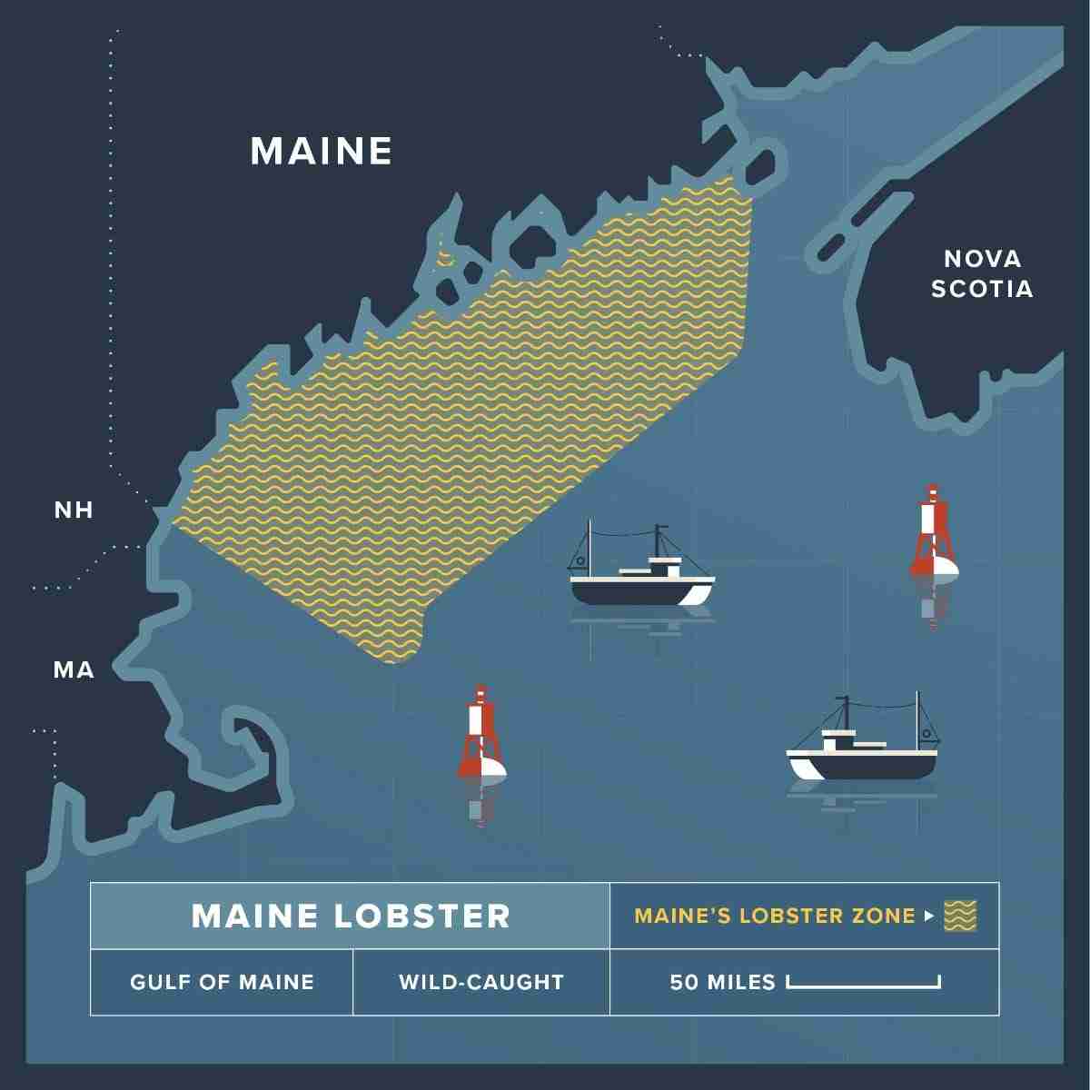 1.75 lb Live Maine Lobster