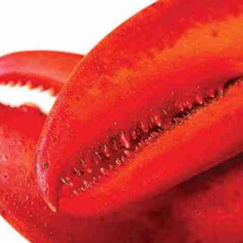 BRAND, CATEGORY, MAINE LOBSTER NOW, Live Lobster