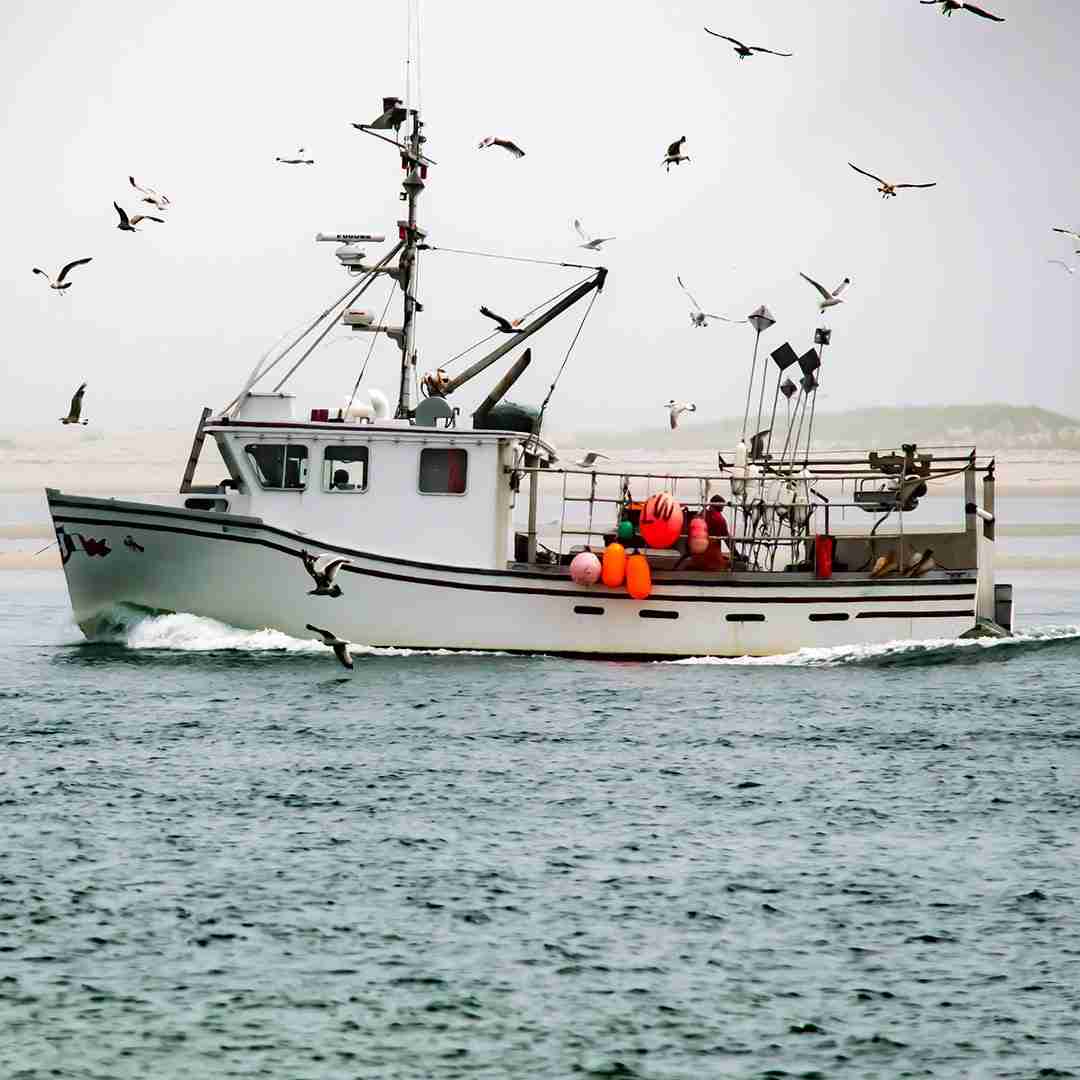 4 lb – 6 lb Live Canadian Lobster