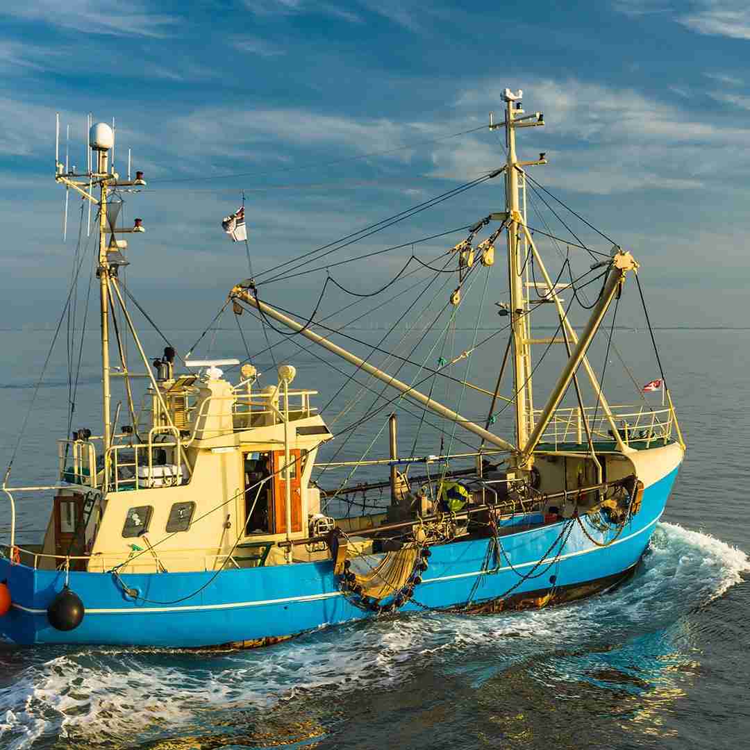 Cocktail Shrimp – 2 lbs