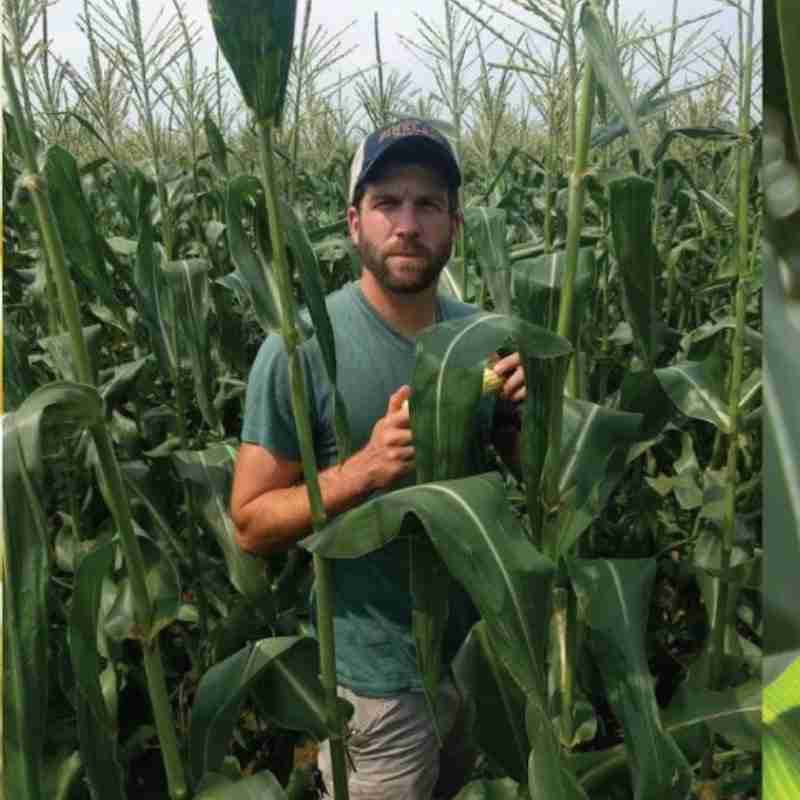 Fresh Local Maine Corn – Pineland Farms™