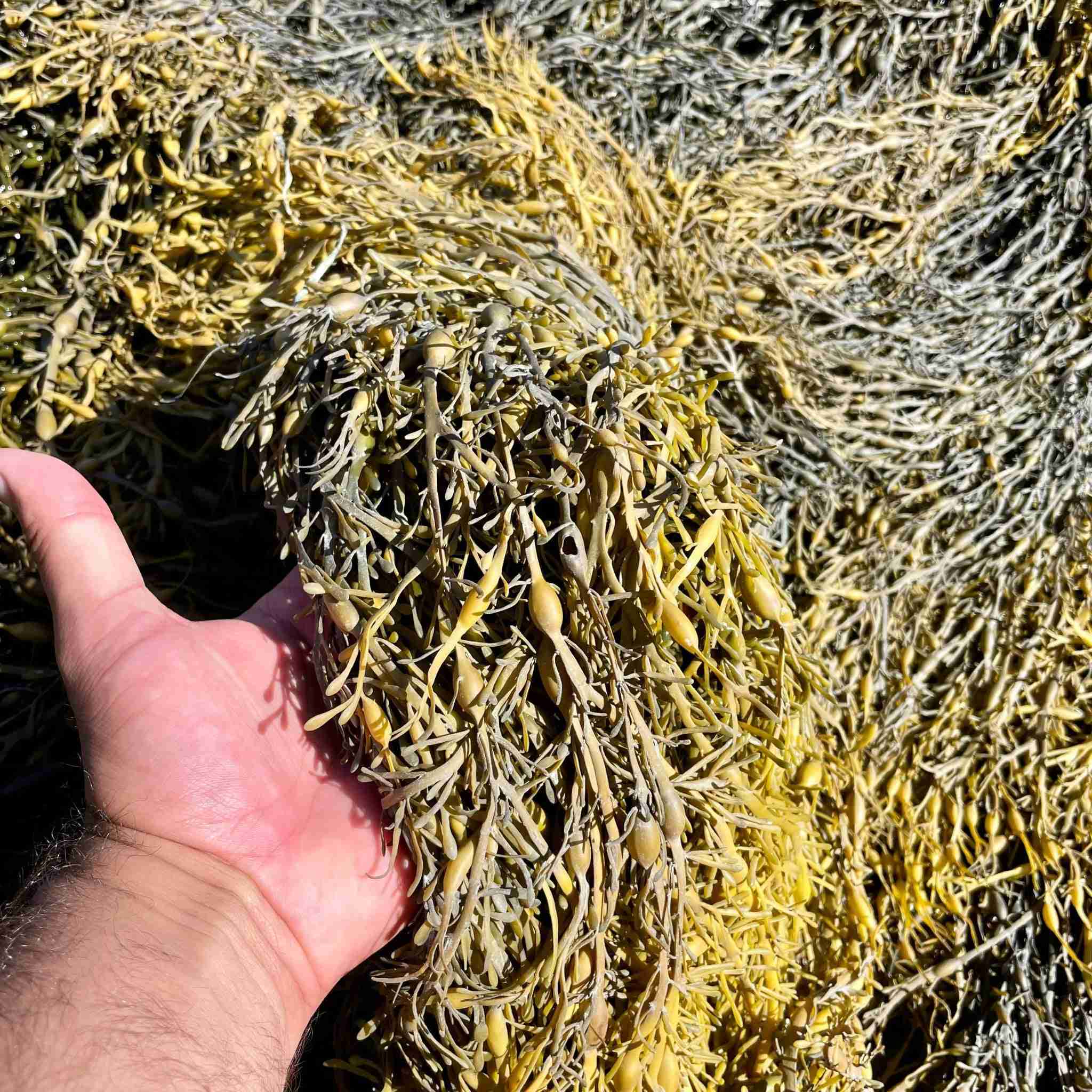 Local Maine Seaweed (Rockweed) – 1 lb